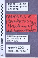 Etikette zu Melanotus thibetanus (Platia & Schimmel, 2001) (NHMW-ZOO-COL-0007633)